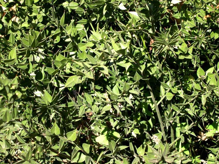  Image name: pungitopo2.jpg 
 width: 750 pixel 
 height: 563 pixel 
 Size: 156911 bytes 
 Click to enlarge 